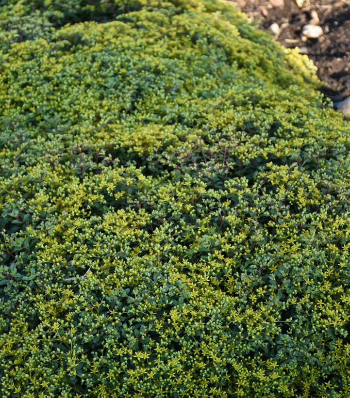 Sedum hybrid Rock 'N Grow® Rock 'N Grow® 'Yellow Brick Road'