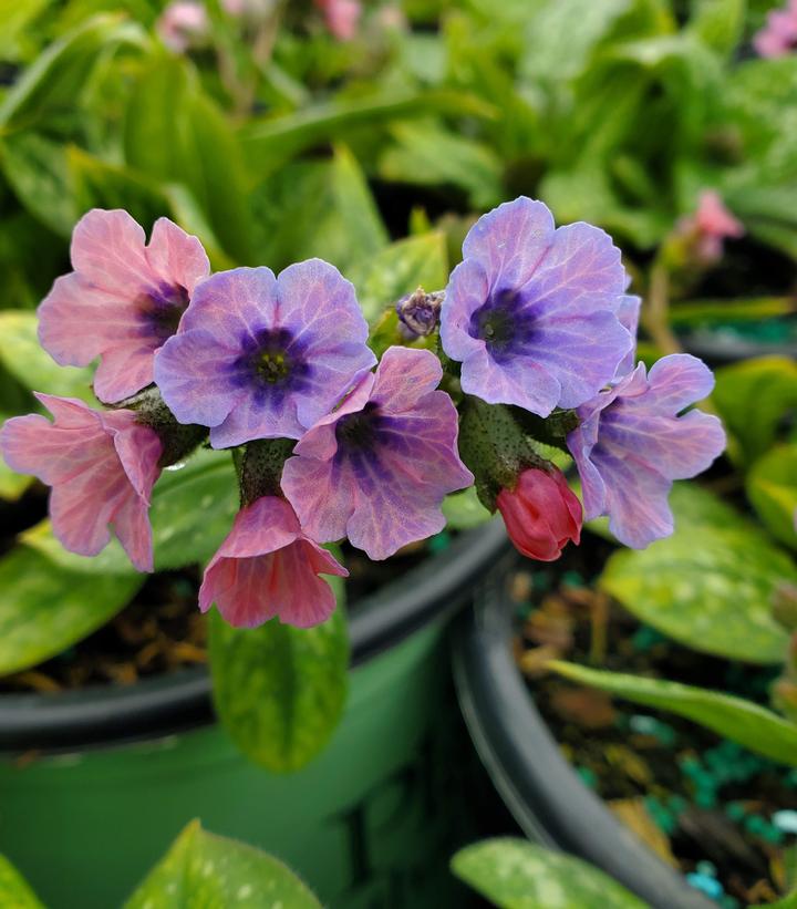 Pulmonaria 'Pretty in Pink'