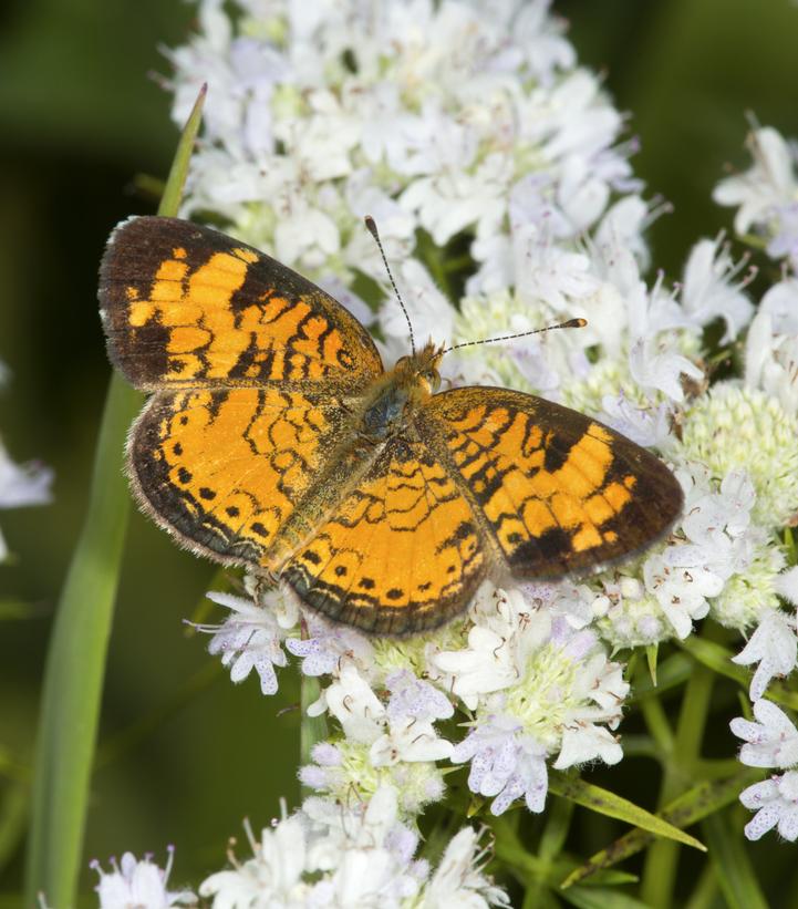 Pycnanthemum tenuifolium 