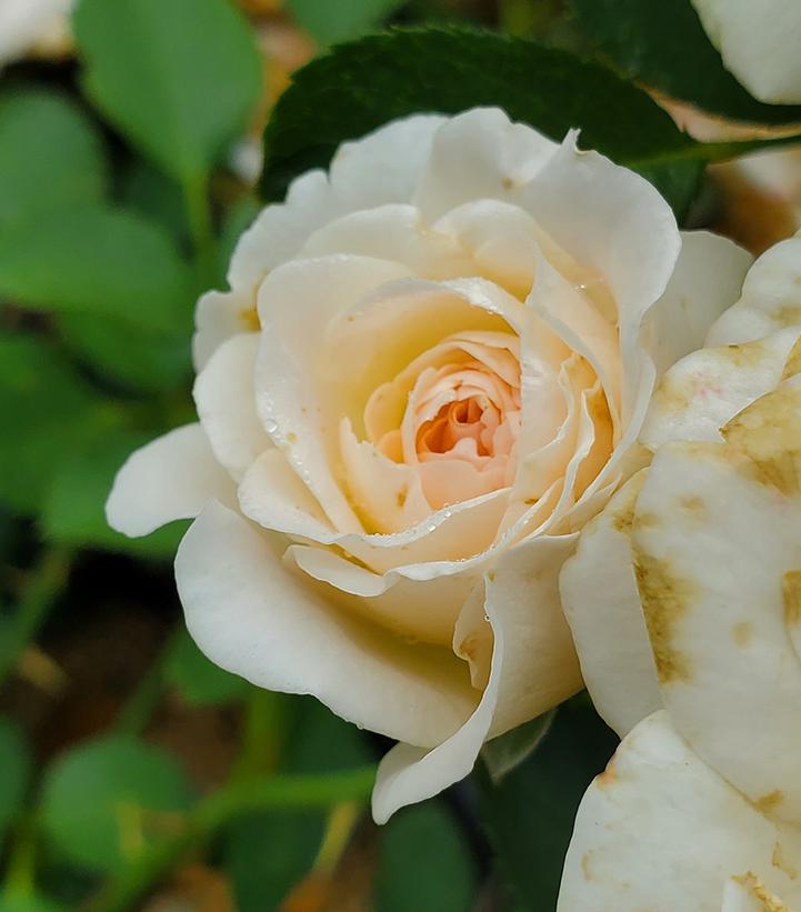 Rosa Easy Elegance® Snowdrift