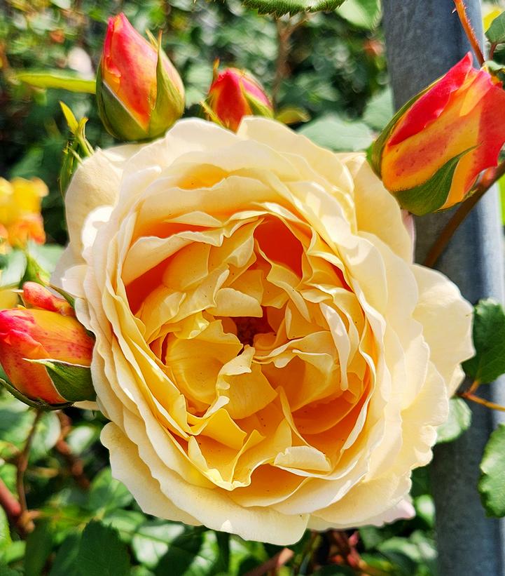 Rosa 'Golden Celebration'