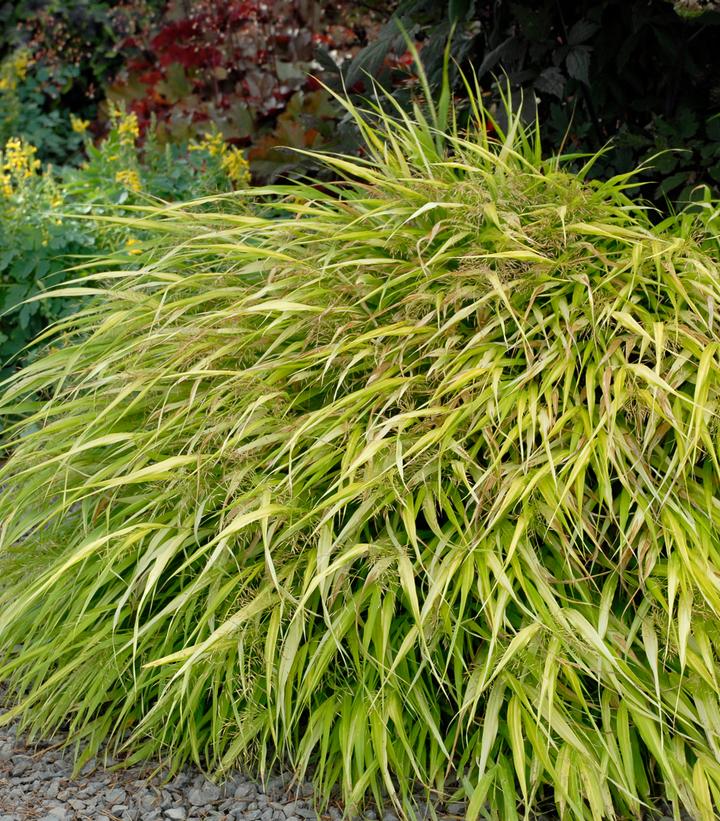 Hakonechloa macra 'All Gold'