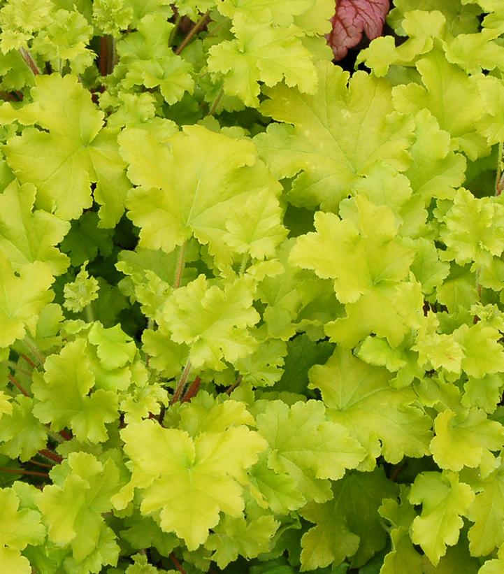 Heuchera 'Lime Marmalade'