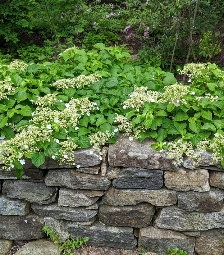 Hydrangea anomala petiolaris