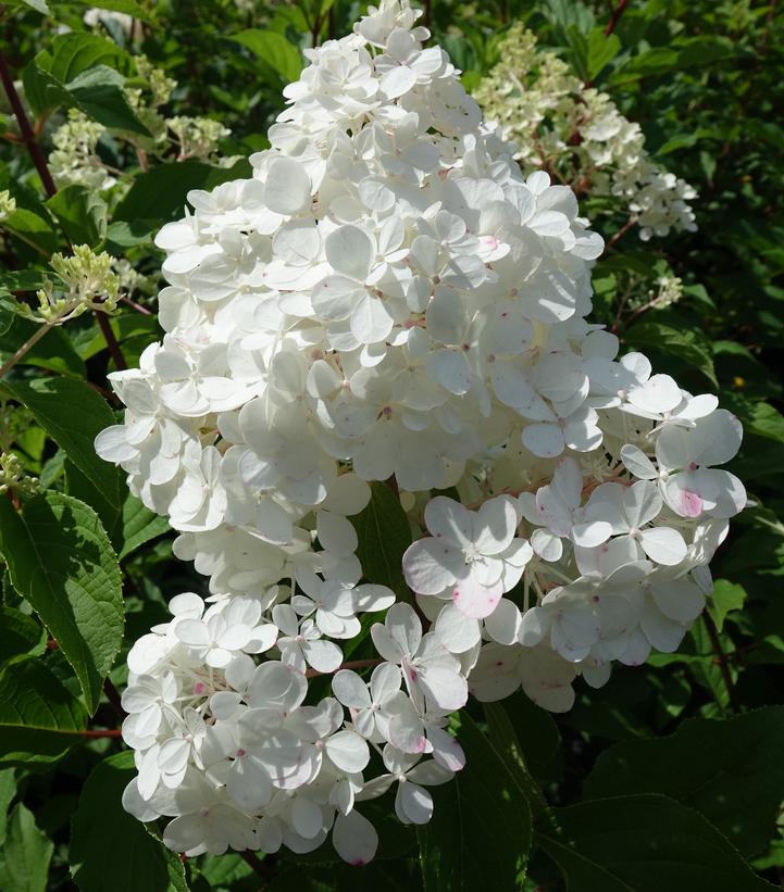 Hydrangea pan. Vanilla Strawberry™