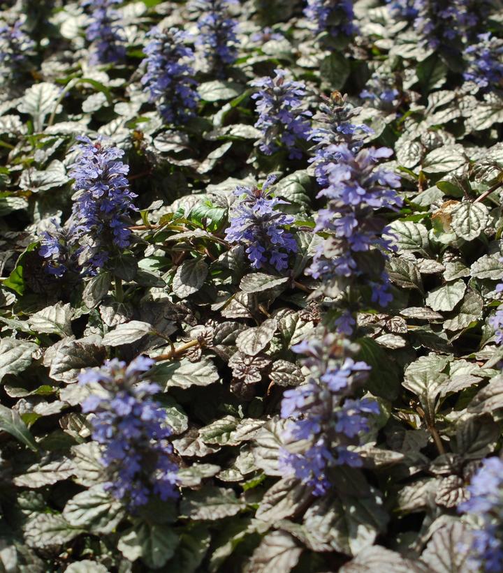 Ajuga pyramidalis Metalica Crispa