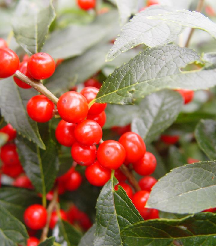 Ilex verticillata Berry Heavy®