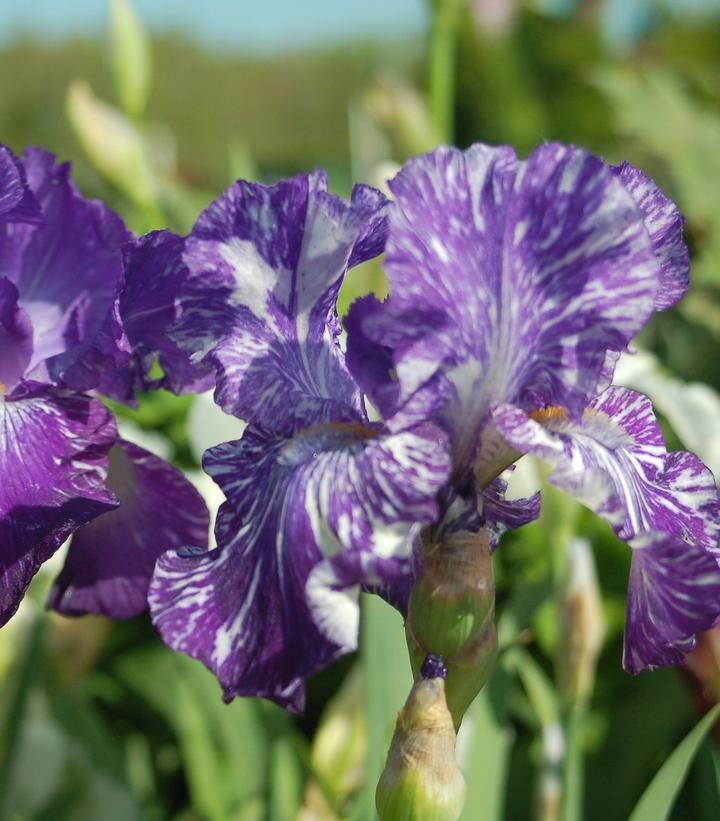 Iris germanica 'Batik'