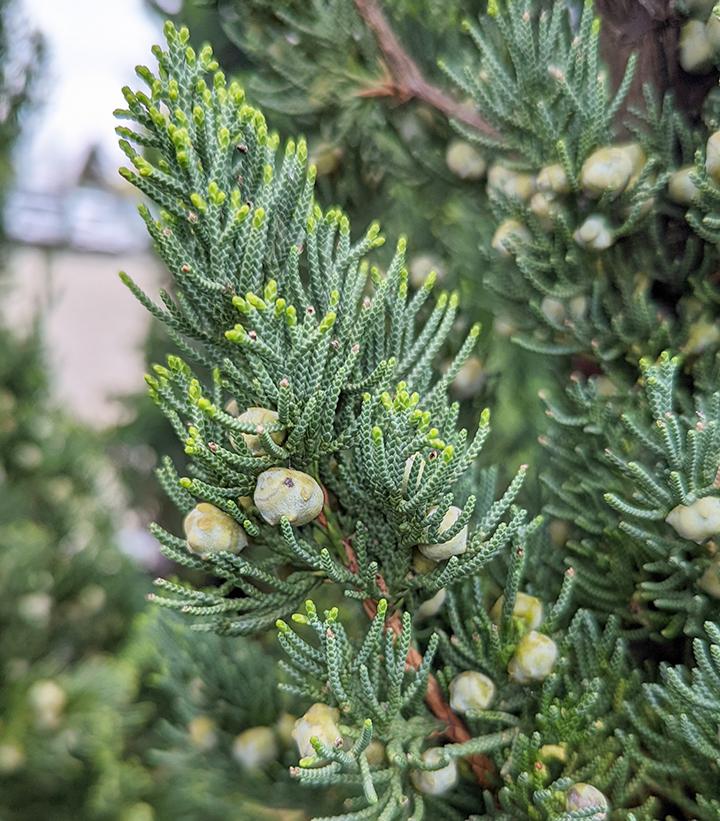 Juniperus chinensis Robusta Green