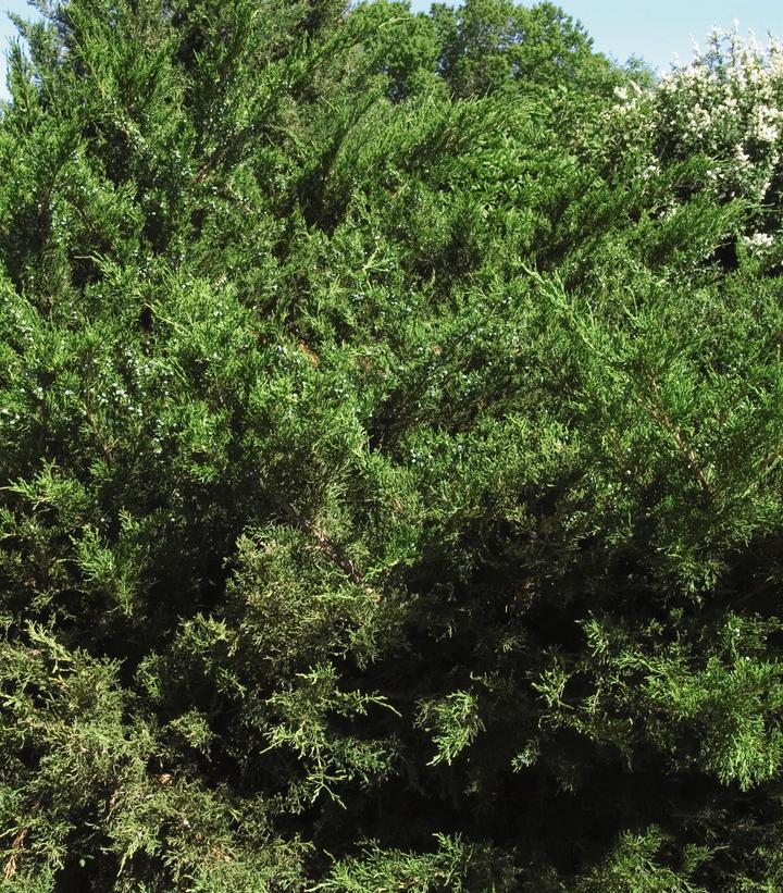 Juniperus chinensis Sea Green