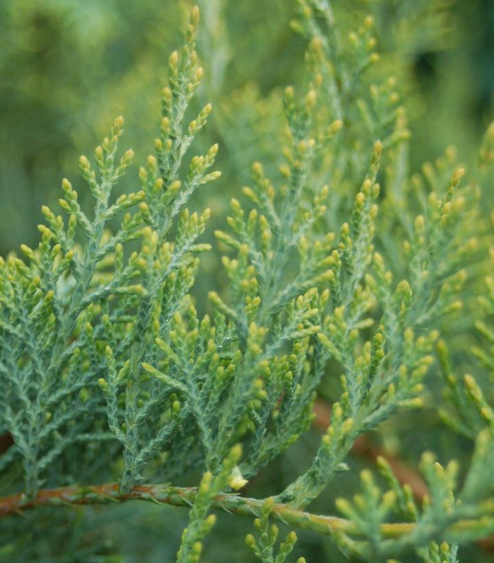 Juniperus virginiana 'Grey Owl'