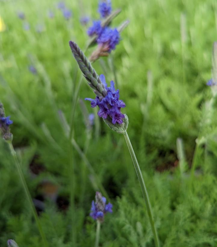 Lavandula pinnata 