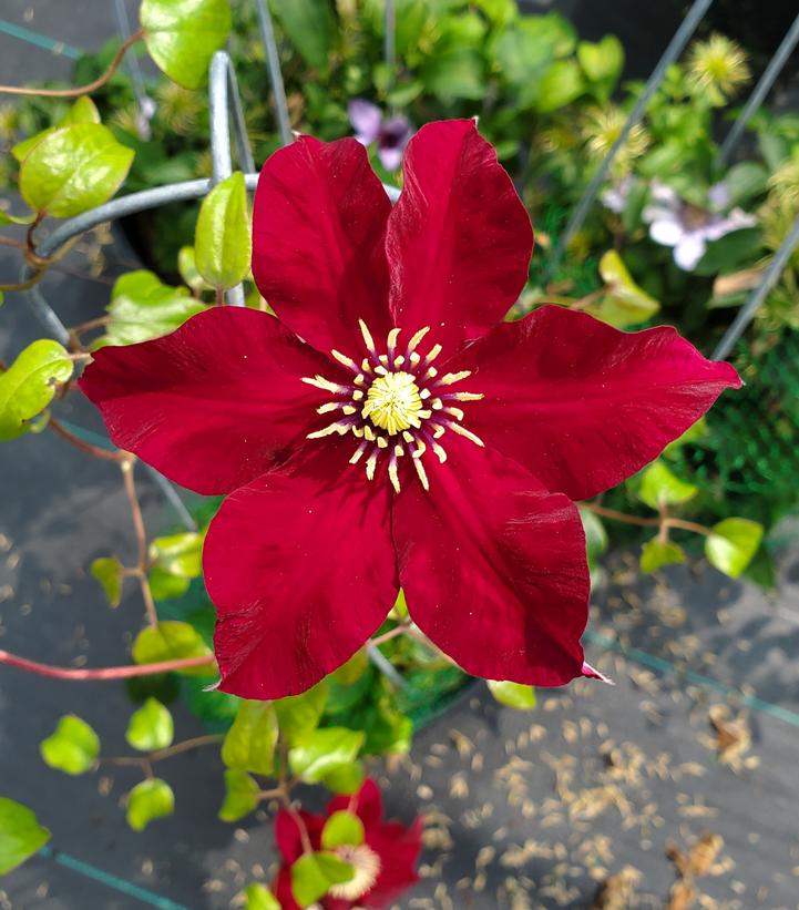 Clematis 'Charmaine'