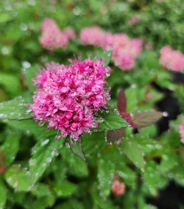 Spiraea Poprocks® Petite