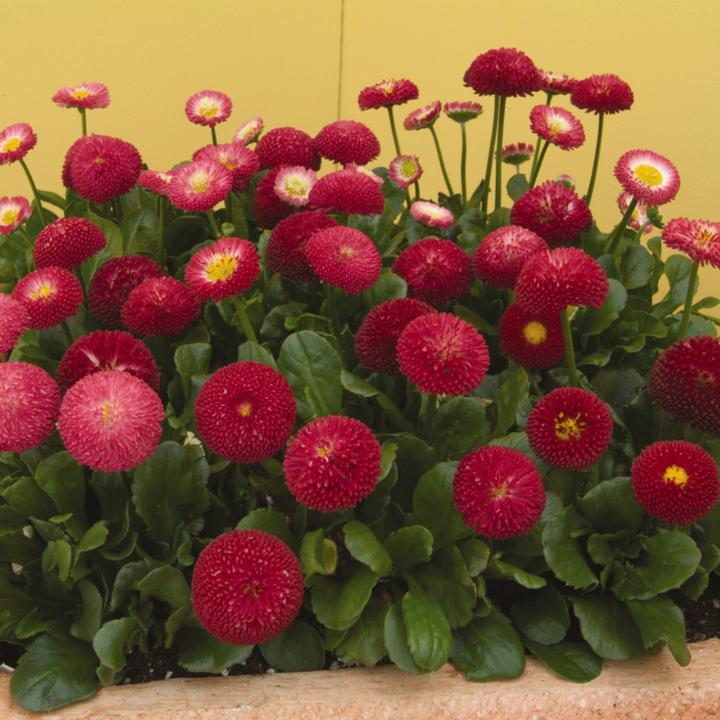 Bellis perennis Belissima™ Red