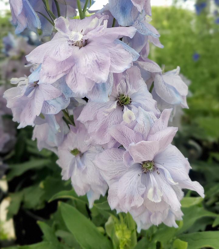 Delphinium x New Millennium™ 'Blue Lace'