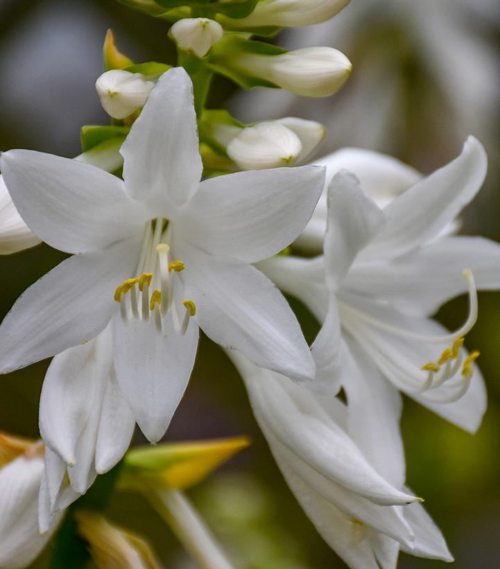 Hosta 'Royal Crest'