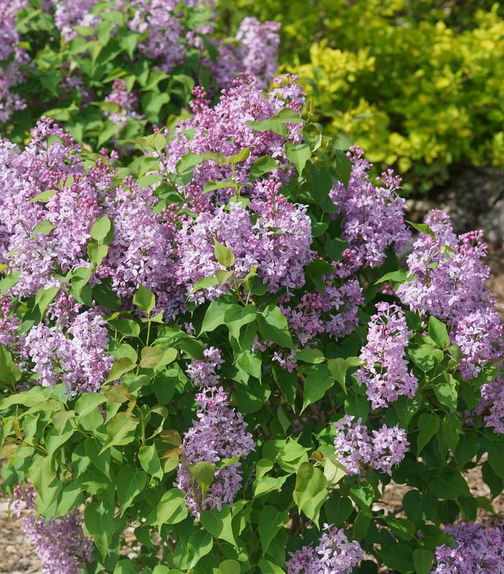 Syringa x hyacinthiflora Scentara Pura®