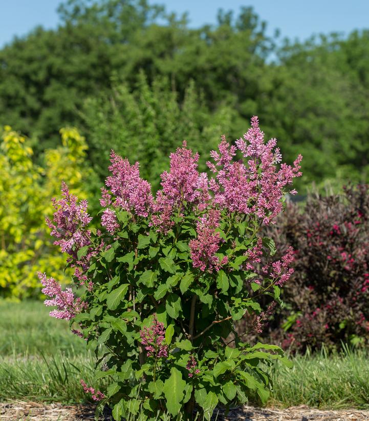 Syringa x Little Lady™