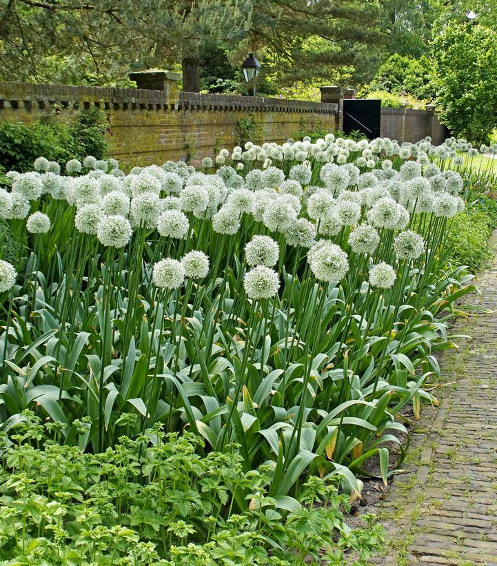 Allium 'Mount Everest'