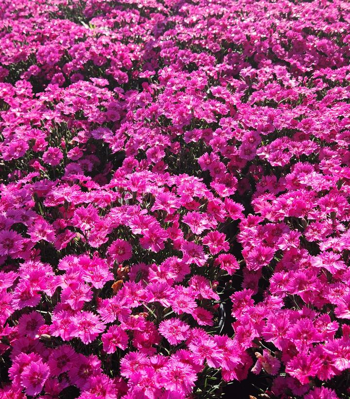 Dianthus hybrid 'Paint the Town Fancy'