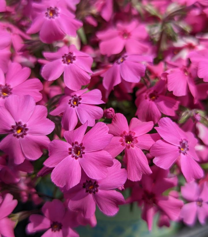 Phlox subulata Spring Hot Pink