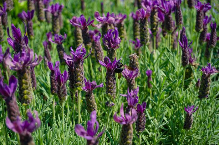 Lavandula stoechas Primavera