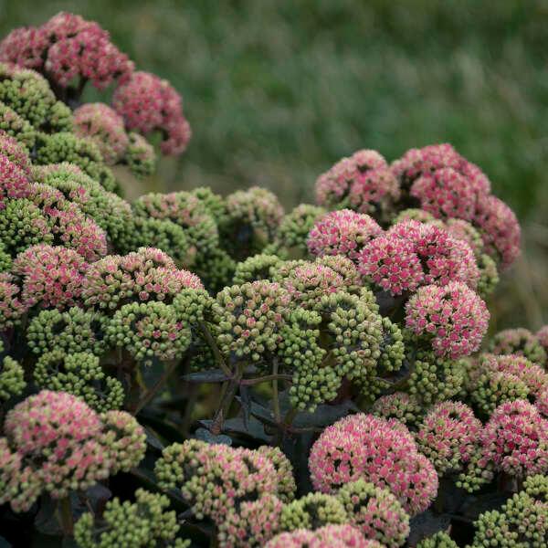 Sedum Rock 'N Grow® 'Coraljade'