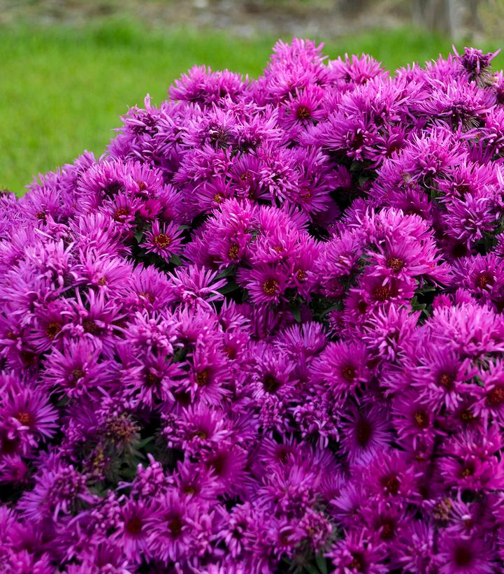 Aster novae-angliae 'Pink Crush'