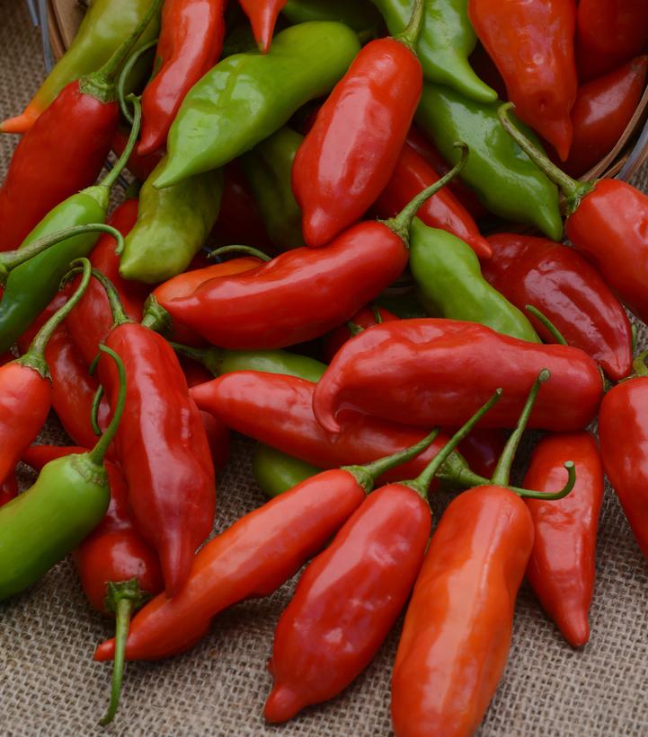 Pepper 'Aji Rico' (Hot)