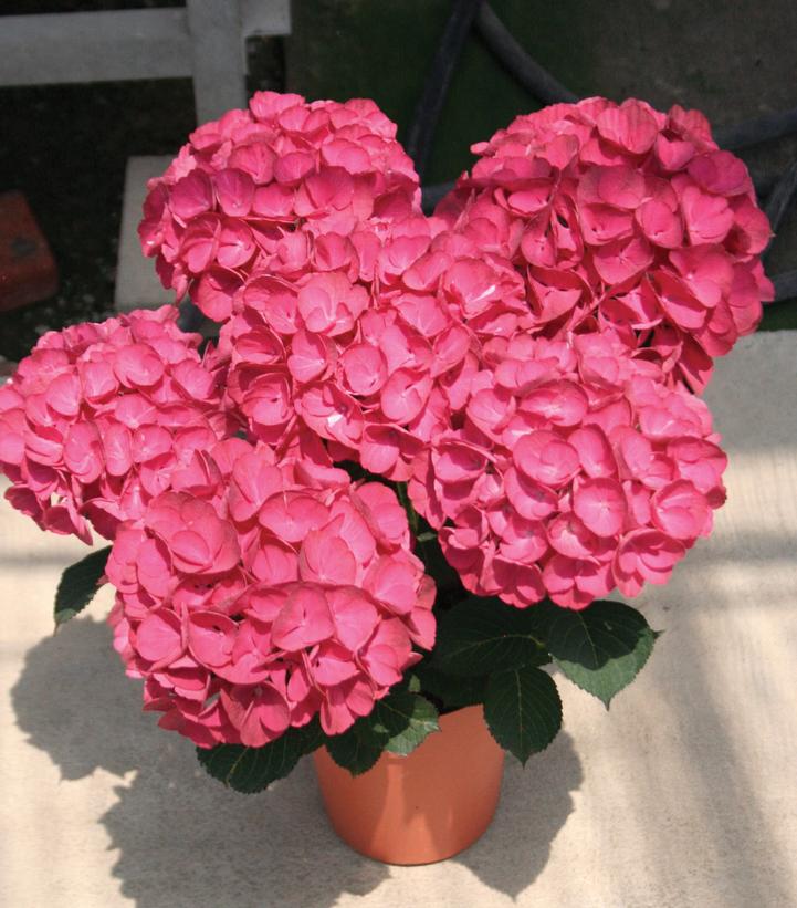 Hydrangea mac. Akadama™