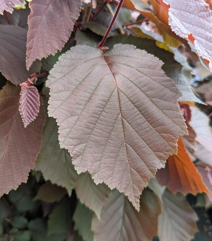 Corylus americana 'Purpleleaf Bailey Select'