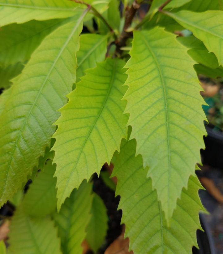 Castanea dentata 