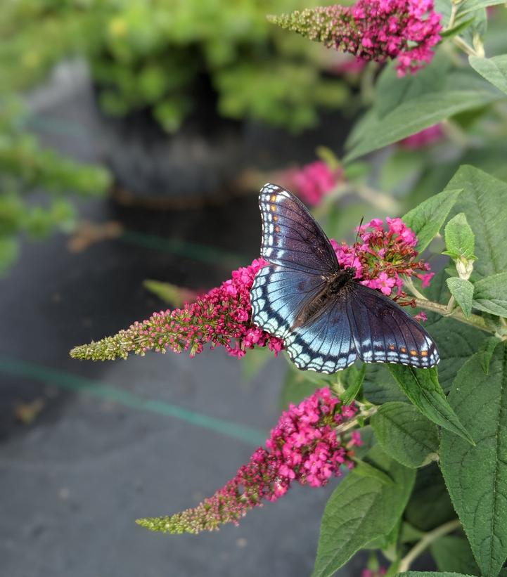 Buddleia Lo & Behold Ruby Chip®