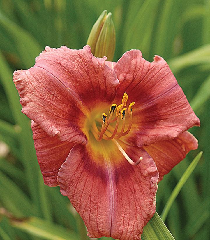 Hemerocallis 'Rosy Returns'