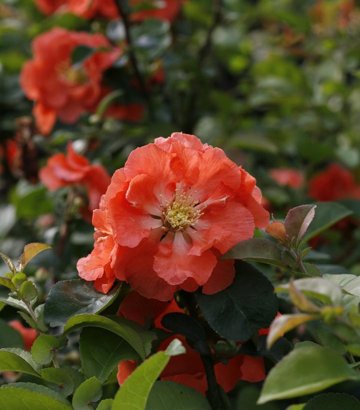 Chaenomeles speciosa Double Take® Peach