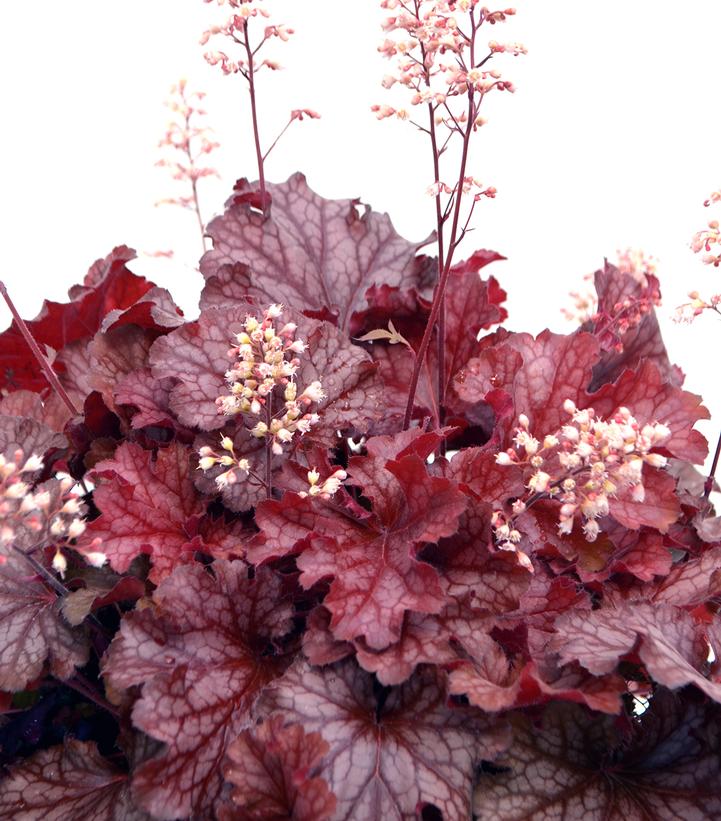 Heuchera 'Ruby Tuesday'