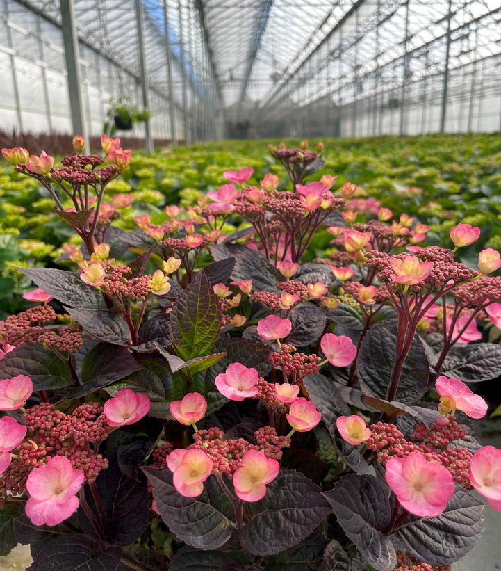 Hydrangea serrata Pink Dynamo™