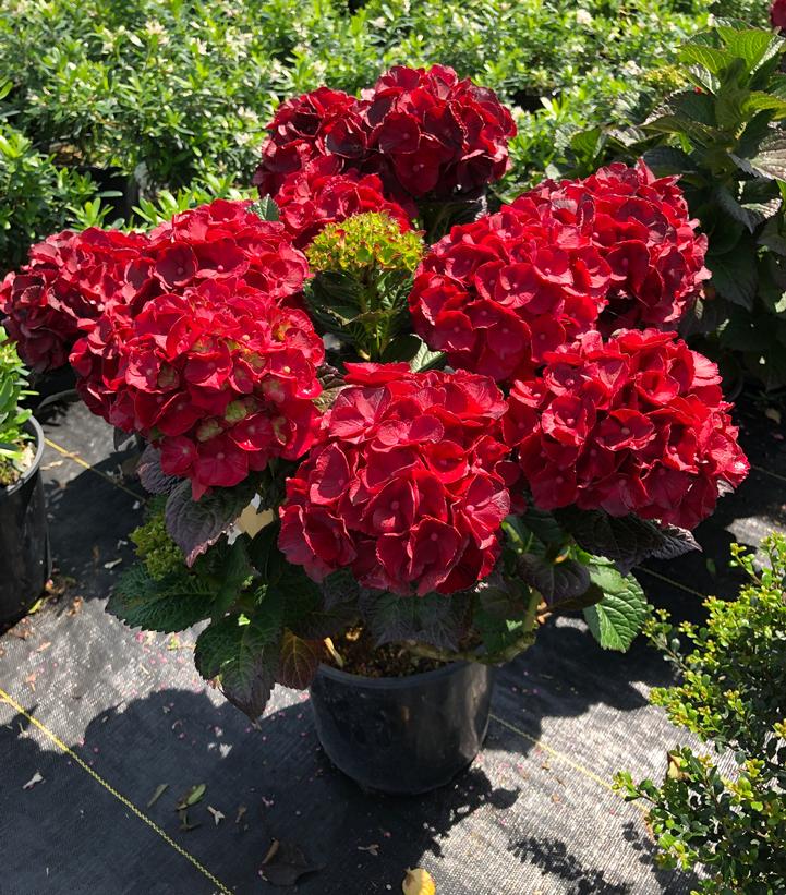 Hydrangea mac. Cherry-Go-Round™