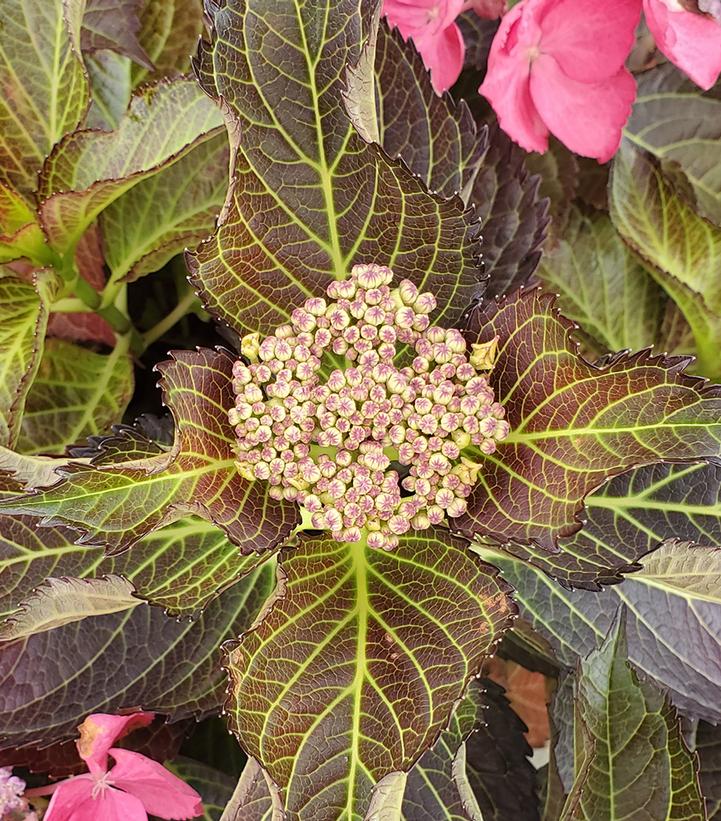 Hydrangea mac. Tuxedo® Pink