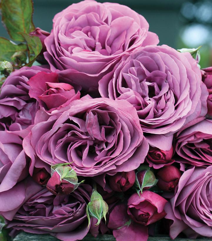 Rosa Plum Perfect Sunbelt®