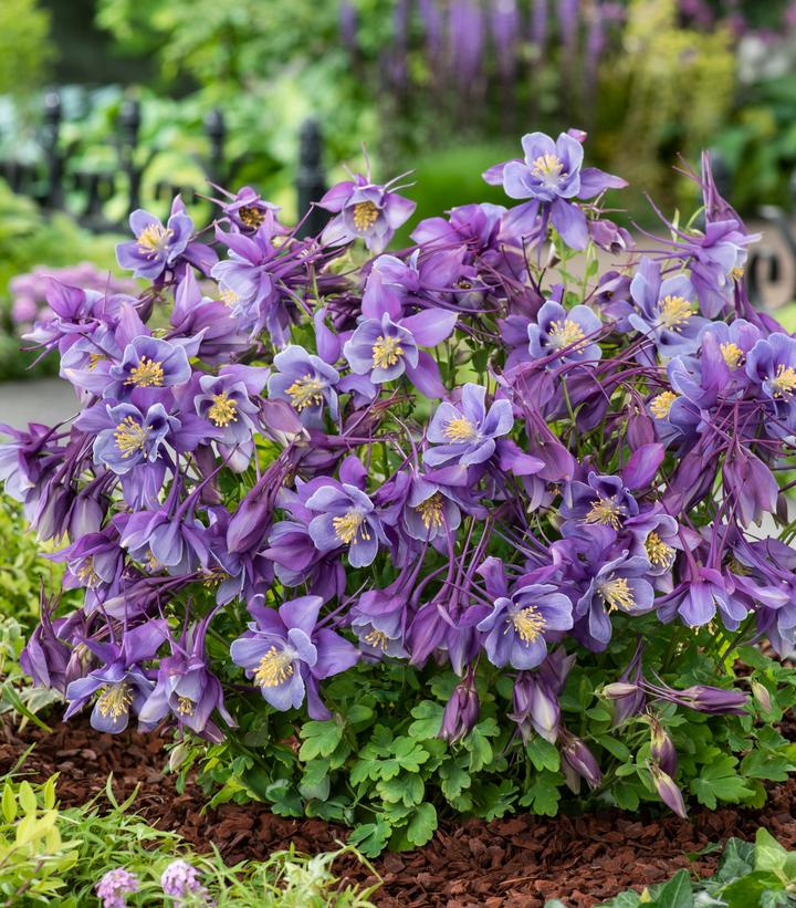 Aquilegia x Earlybird™ Purple Blue