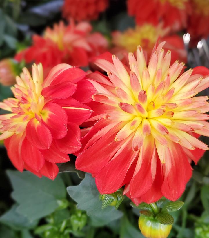 Dahlia Dalaya® Fireball