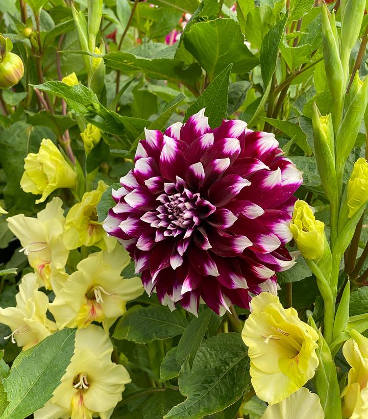 Dahlia 'Contraste'