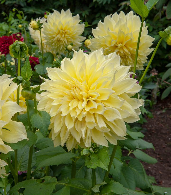 Dahlia 'Kelvin Floodlight'