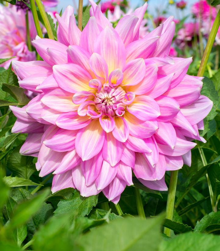 Dahlia 'Strawberry Ice'