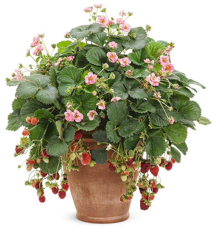 Fragaria ananassa Berried Treasure® Pink