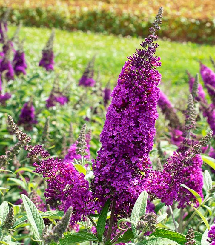 Buddleia RoyalRazz®