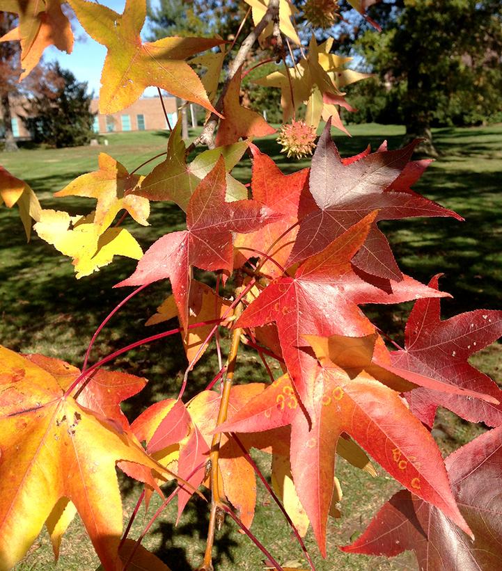 Liquidambar styraciflua 