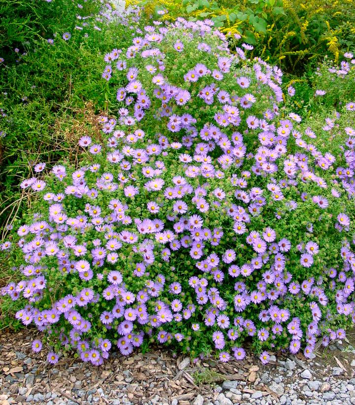 Aster oblongifolius 'October Skies'